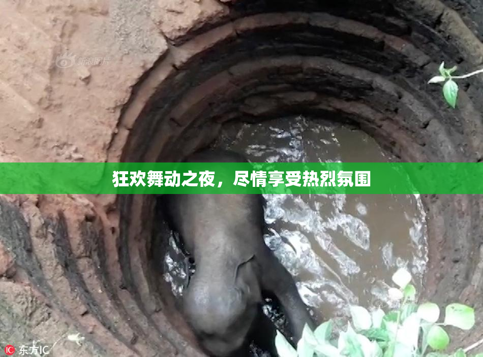 狂欢舞动之夜，尽情享受热烈氛围