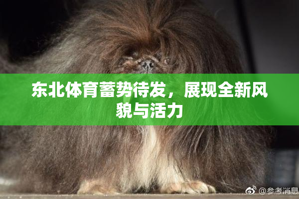 东北体育蓄势待发，展现全新风貌与活力