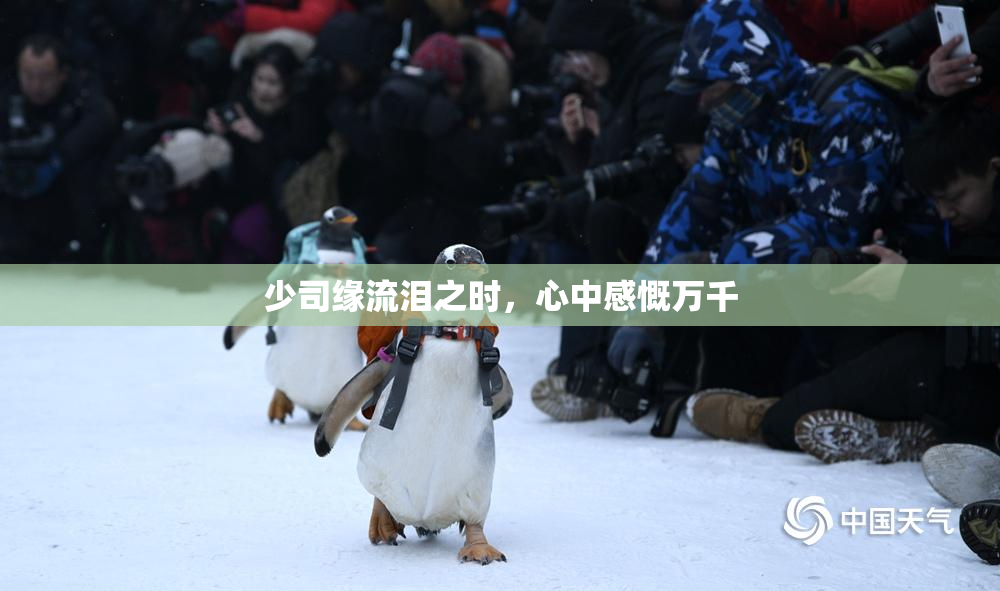 少司缘流泪之时，心中感慨万千