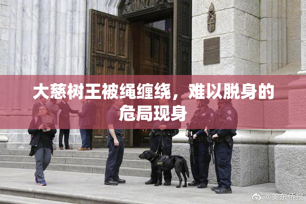 大慈树王被绳缠绕，难以脱身的危局现身