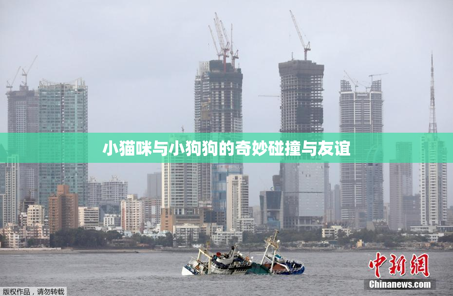 小猫咪与小狗狗的奇妙碰撞与友谊