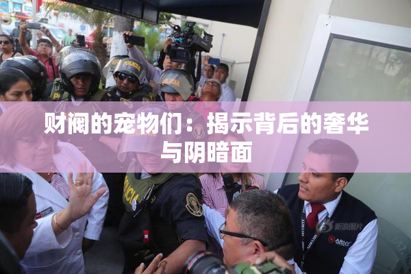 财阀的宠物们：揭示背后的奢华与阴暗面