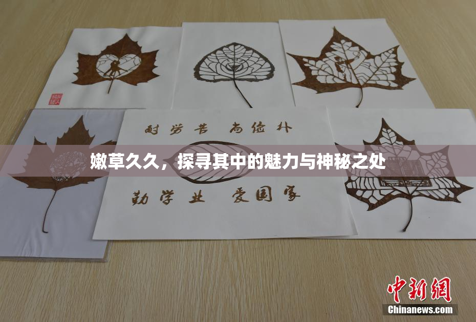 嫩草久久，探寻其中的魅力与神秘之处