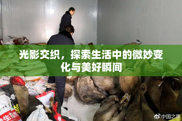 光影交织，探索生活中的微妙变化与美好瞬间
