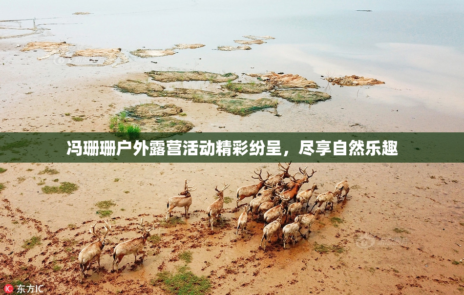 冯珊珊户外露营活动精彩纷呈，尽享自然乐趣