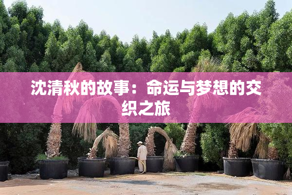 沈清秋的故事：命运与梦想的交织之旅
