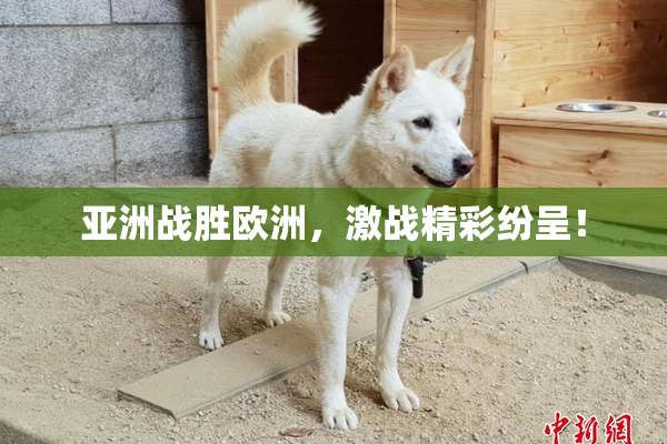 亚洲战胜欧洲，激战精彩纷呈！