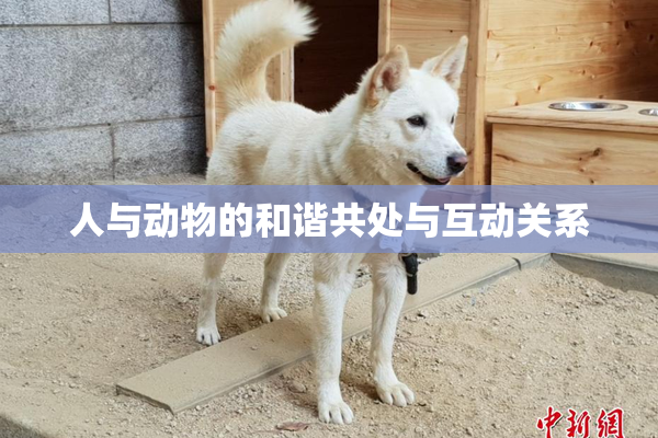 人与动物的和谐共处与互动关系