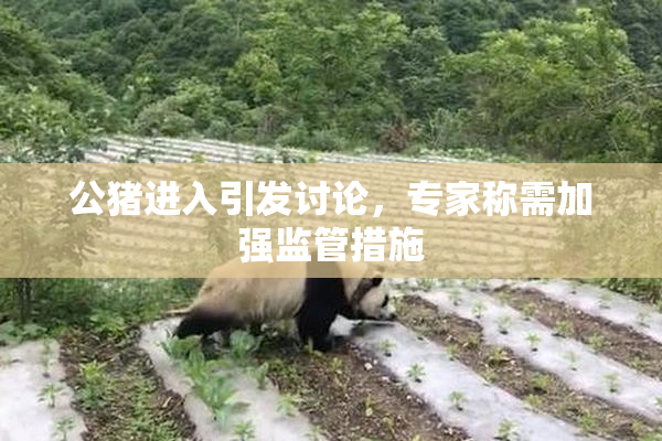 公猪进入引发讨论，专家称需加强监管措施