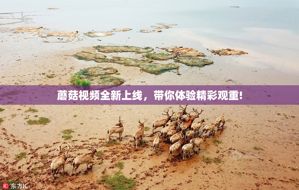 蘑菇视频全新上线，带你体验精彩观重!