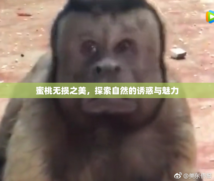蜜桃无损之美，探索自然的诱惑与魅力