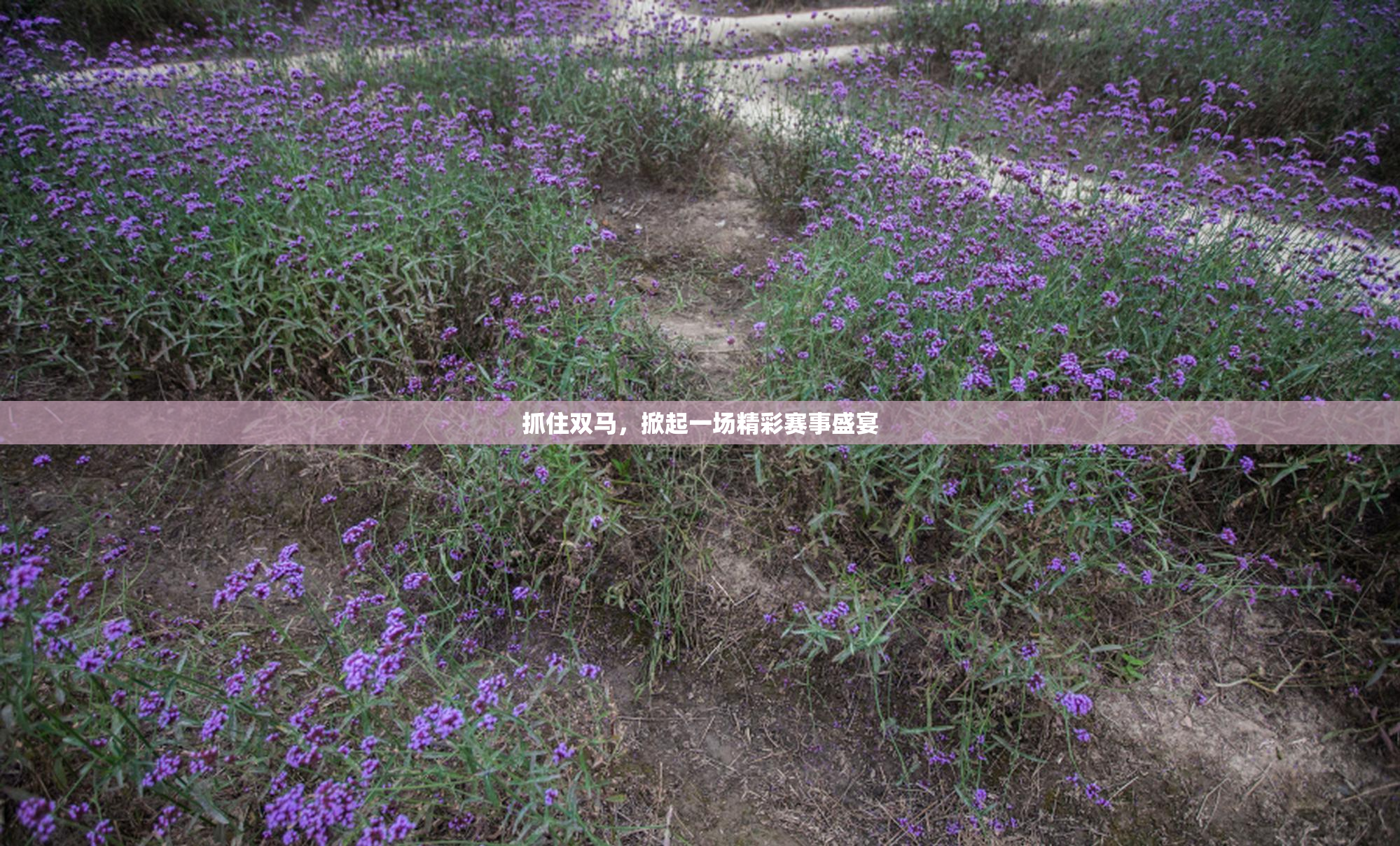 抓住双马，掀起一场精彩赛事盛宴