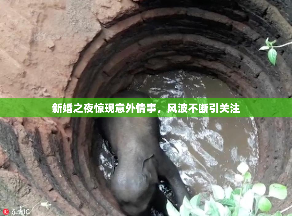 新婚之夜惊现意外情事，风波不断引关注