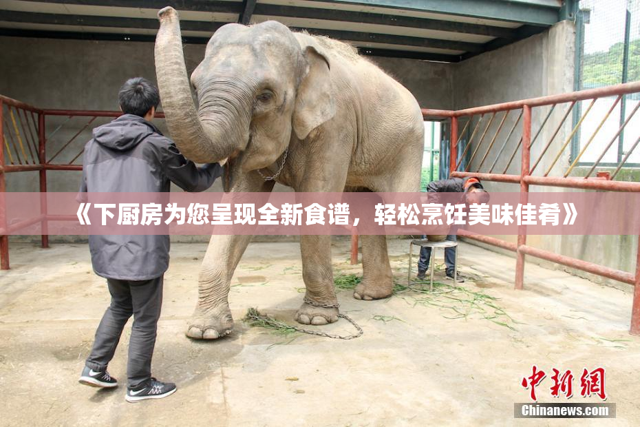 《下厨房为您呈现全新食谱，轻松烹饪美味佳肴》