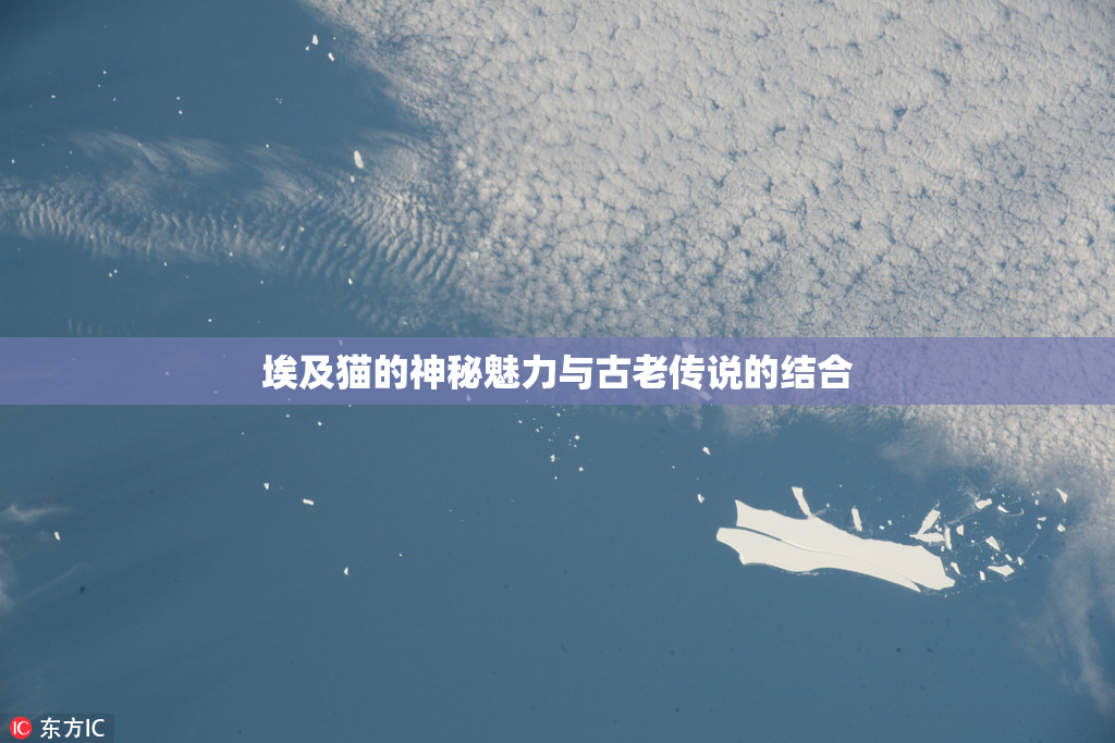 埃及猫的神秘魅力与古老传说的结合