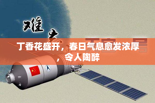 丁香花盛开，春日气息愈发浓厚，令人陶醉