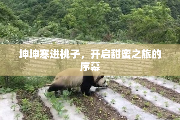 坤坤寒进桃子，开启甜蜜之旅的序幕