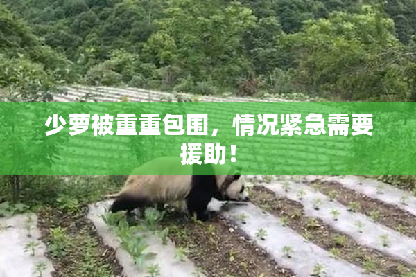 少萝被重重包围，情况紧急需要援助！