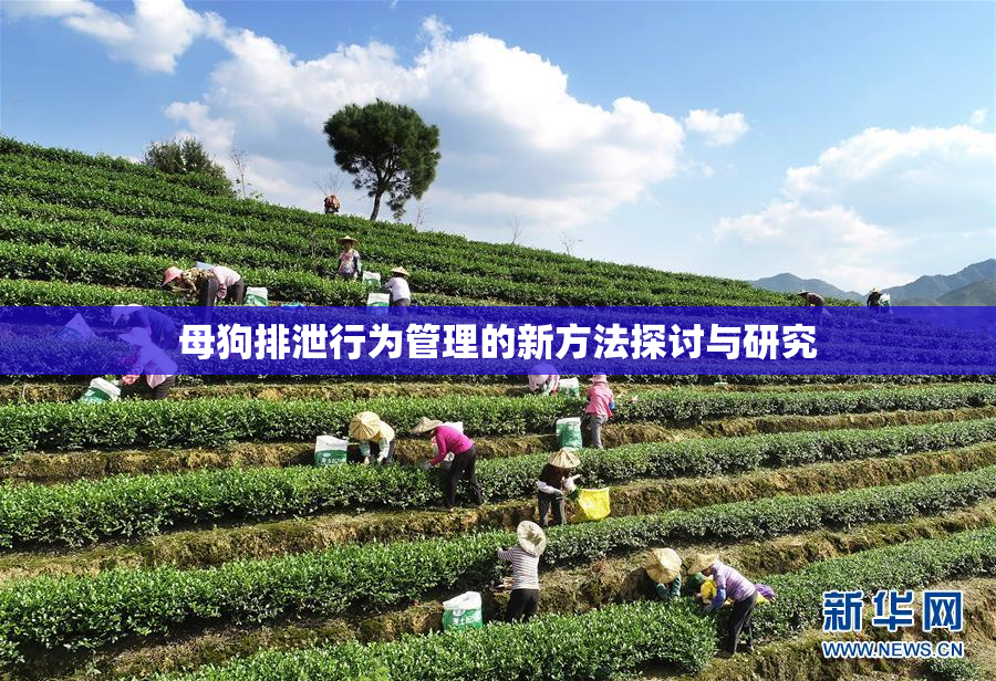 母狗排泄行为管理的新方法探讨与研究
