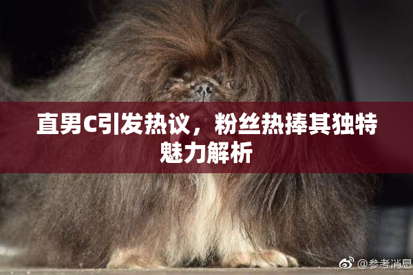 直男C引发热议，粉丝热捧其独特魅力解析