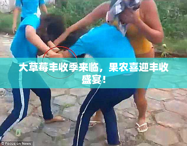 大草莓丰收季来临，果农喜迎丰收盛宴！