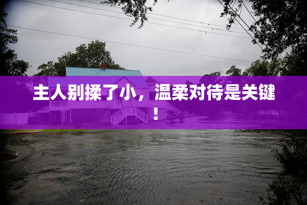 主人别揉了小，温柔对待是关键！