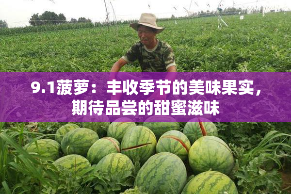 9.1菠萝：丰收季节的美味果实，期待品尝的甜蜜滋味