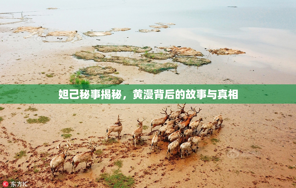 妲己秘事揭秘，黄漫背后的故事与真相