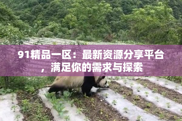 91精品一区：最新资源分享平台，满足你的需求与探索