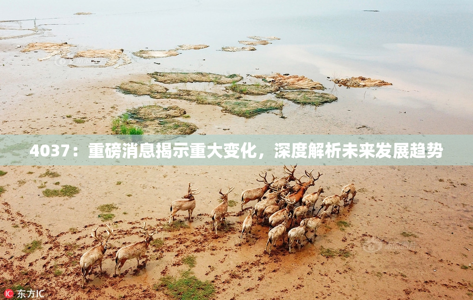 4037：重磅消息揭示重大变化，深度解析未来发展趋势