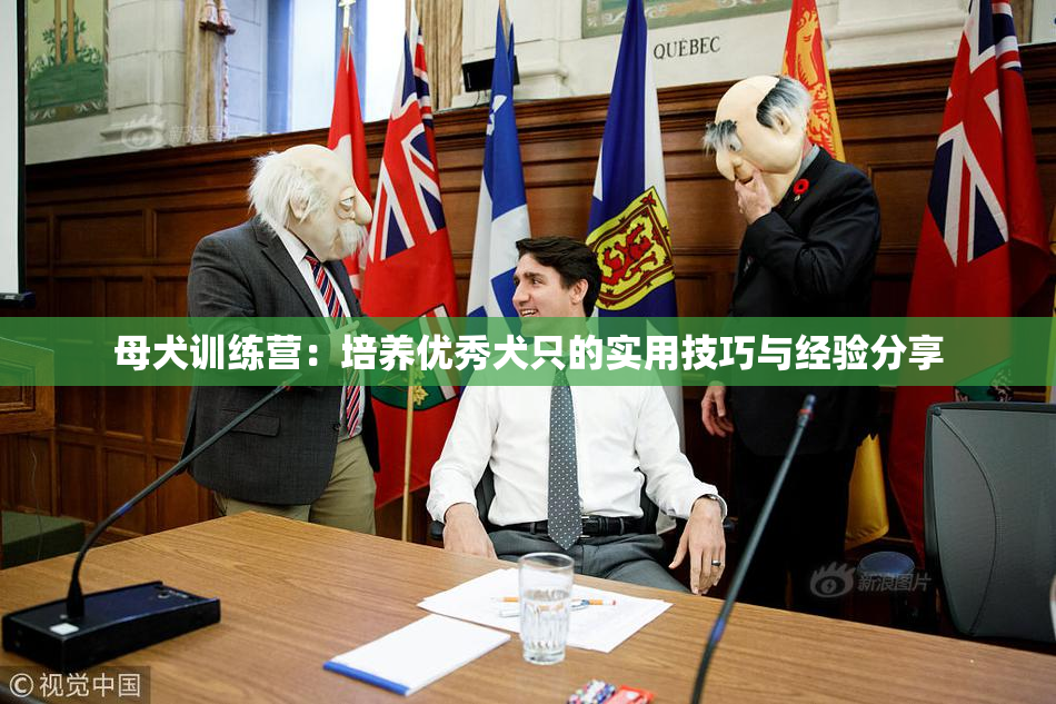 母犬训练营：培养优秀犬只的实用技巧与经验分享