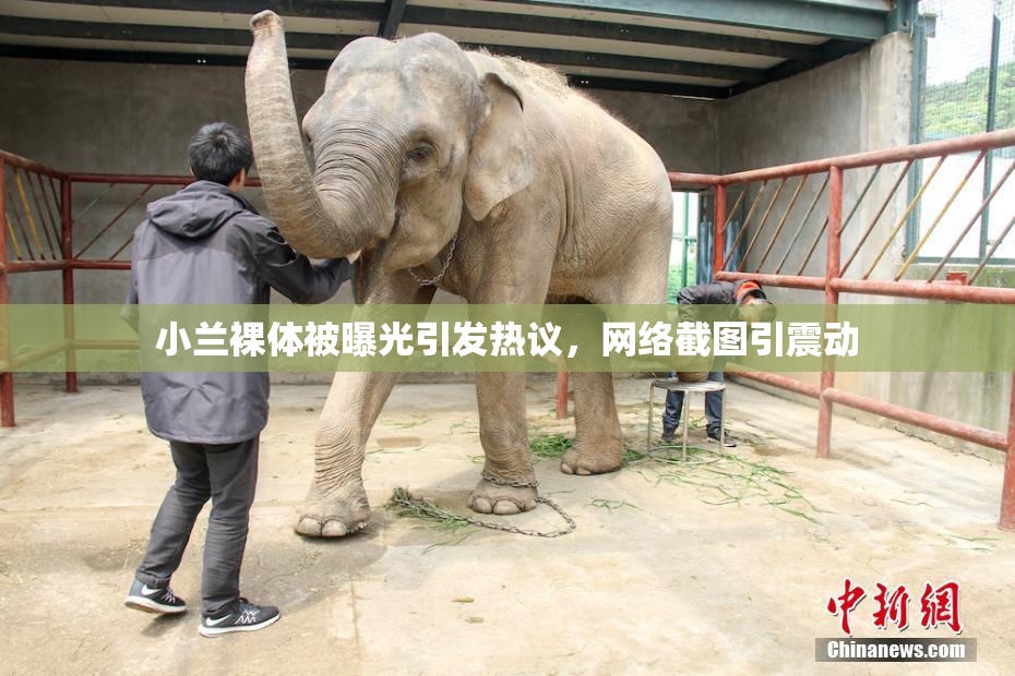 小兰裸体被曝光引发热议，网络截图引震动