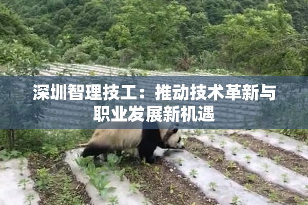 深圳智理技工：推动技术革新与职业发展新机遇