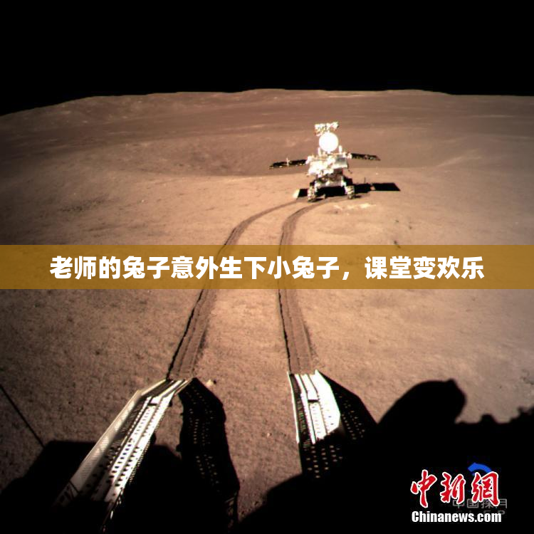 老师的兔子意外生下小兔子，课堂变欢乐
