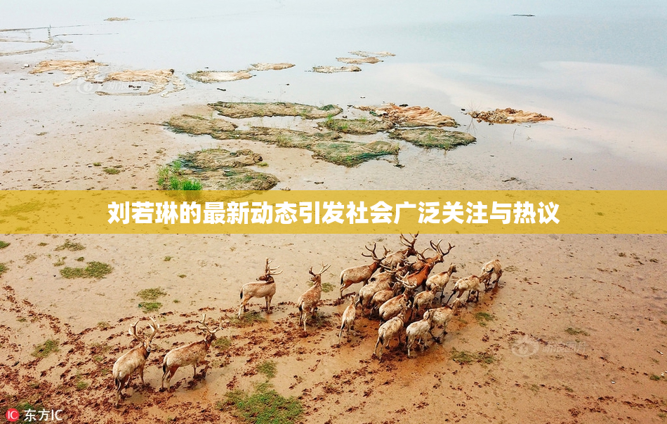刘若琳的最新动态引发社会广泛关注与热议