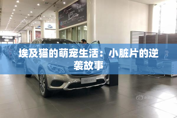 埃及猫的萌宠生活：小脏片的逆袭故事