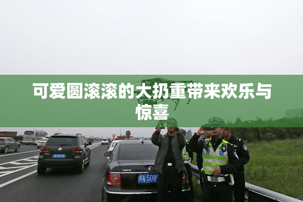 可爱圆滚滚的大扔重带来欢乐与惊喜