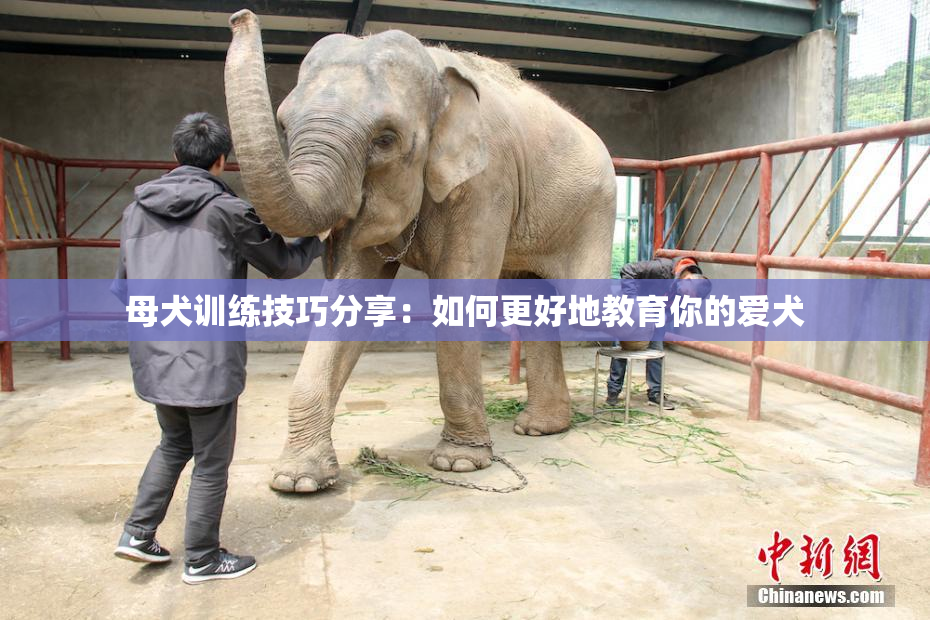母犬训练技巧分享：如何更好地教育你的爱犬
