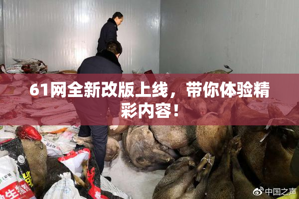 61网全新改版上线，带你体验精彩内容！