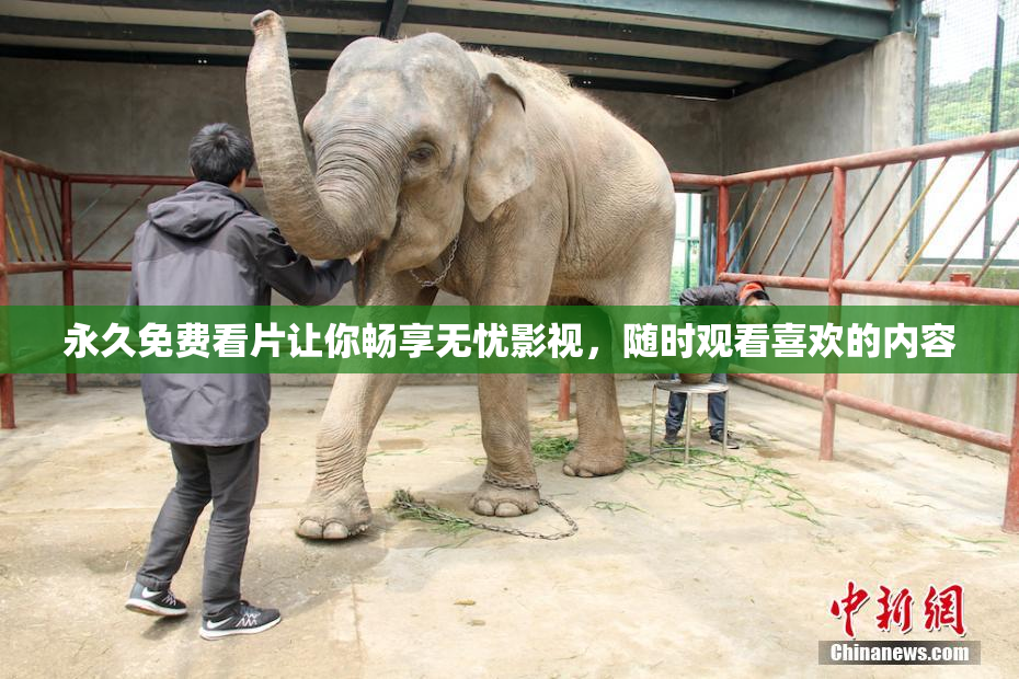 永久免费看片让你畅享无忧影视，随时观看喜欢的内容