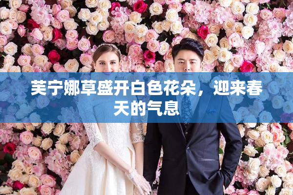 芙宁娜草盛开白色花朵，迎来春天的气息