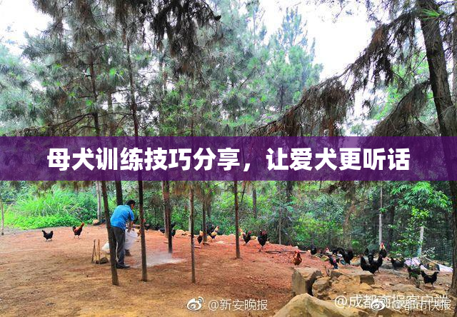母犬训练技巧分享，让爱犬更听话