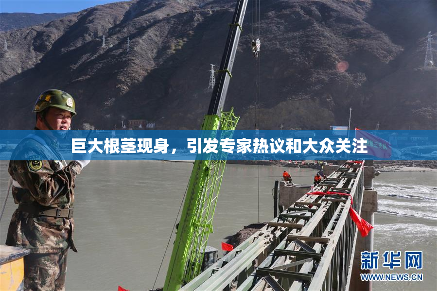巨大根茎现身，引发专家热议和大众关注