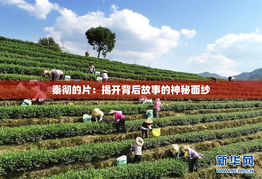 秦彻的片：揭开背后故事的神秘面纱