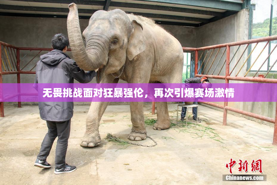 无畏挑战面对狂暴强伦，再次引爆赛场激情