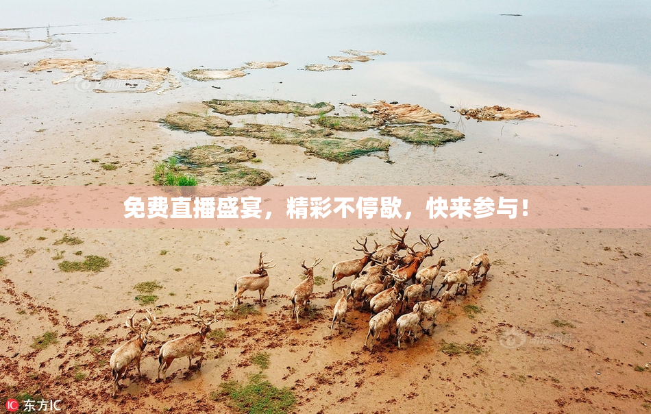 免费直播盛宴，精彩不停歇，快来参与！