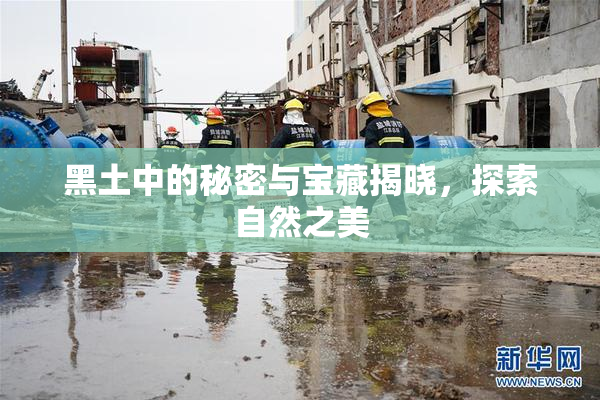 黑土中的秘密与宝藏揭晓，探索自然之美