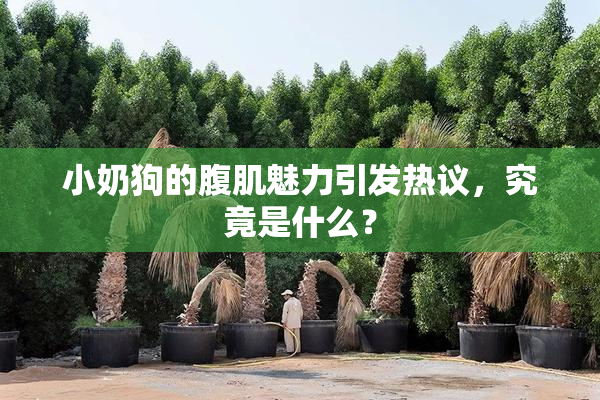 小奶狗的腹肌魅力引发热议，究竟是什么？