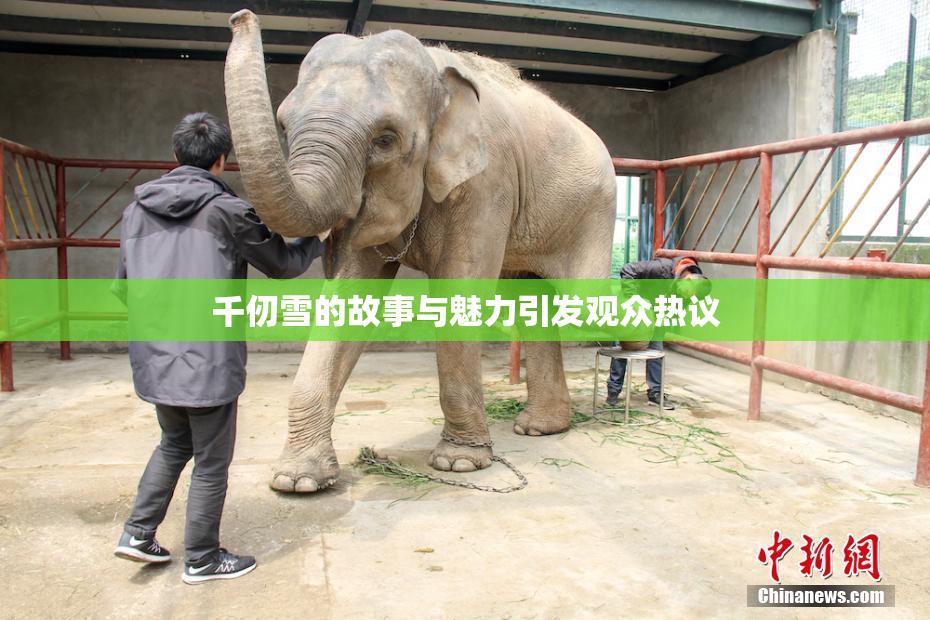 千仞雪的故事与魅力引发观众热议
