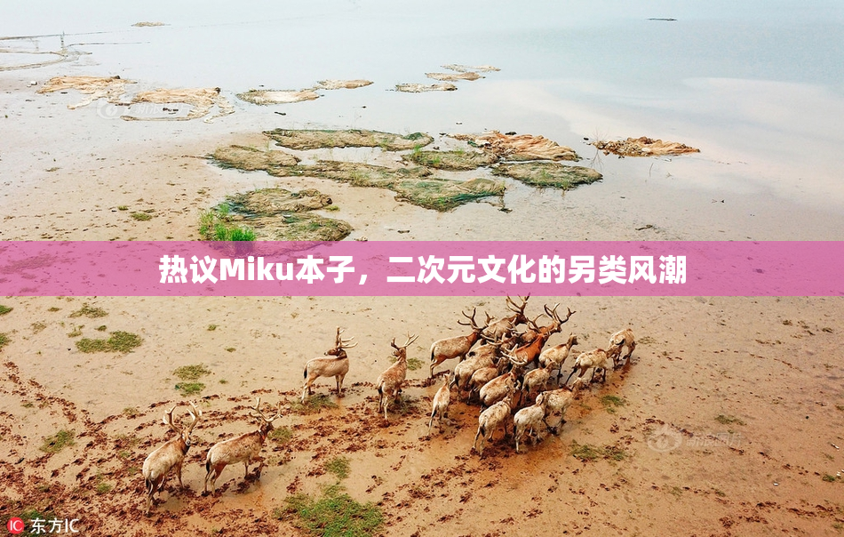 热议Miku本子，二次元文化的另类风潮